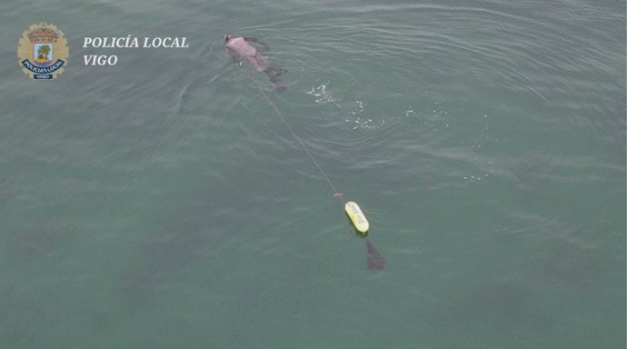 Submarinista extrayendo marisco ilegalmente en la zona de Toralla, en Vigo.