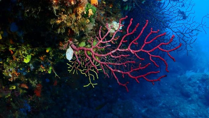Para la elaboración del estudio, el equipo de investigación recogió muestras de gorgonias rojas de diversas poblaciones en las Illes Medes (Girona)