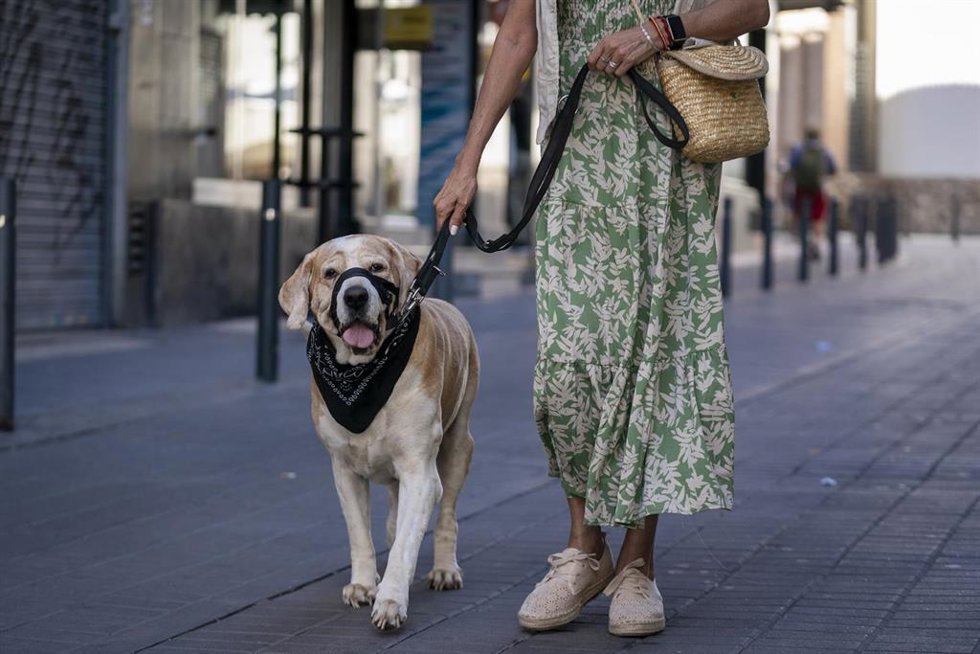 Archivo - Una mujer pasea a un perro el día en el que entra en vigor la Ley del Bienestar Animal, a 29 de septiembre de 2023, en Madrid (España).