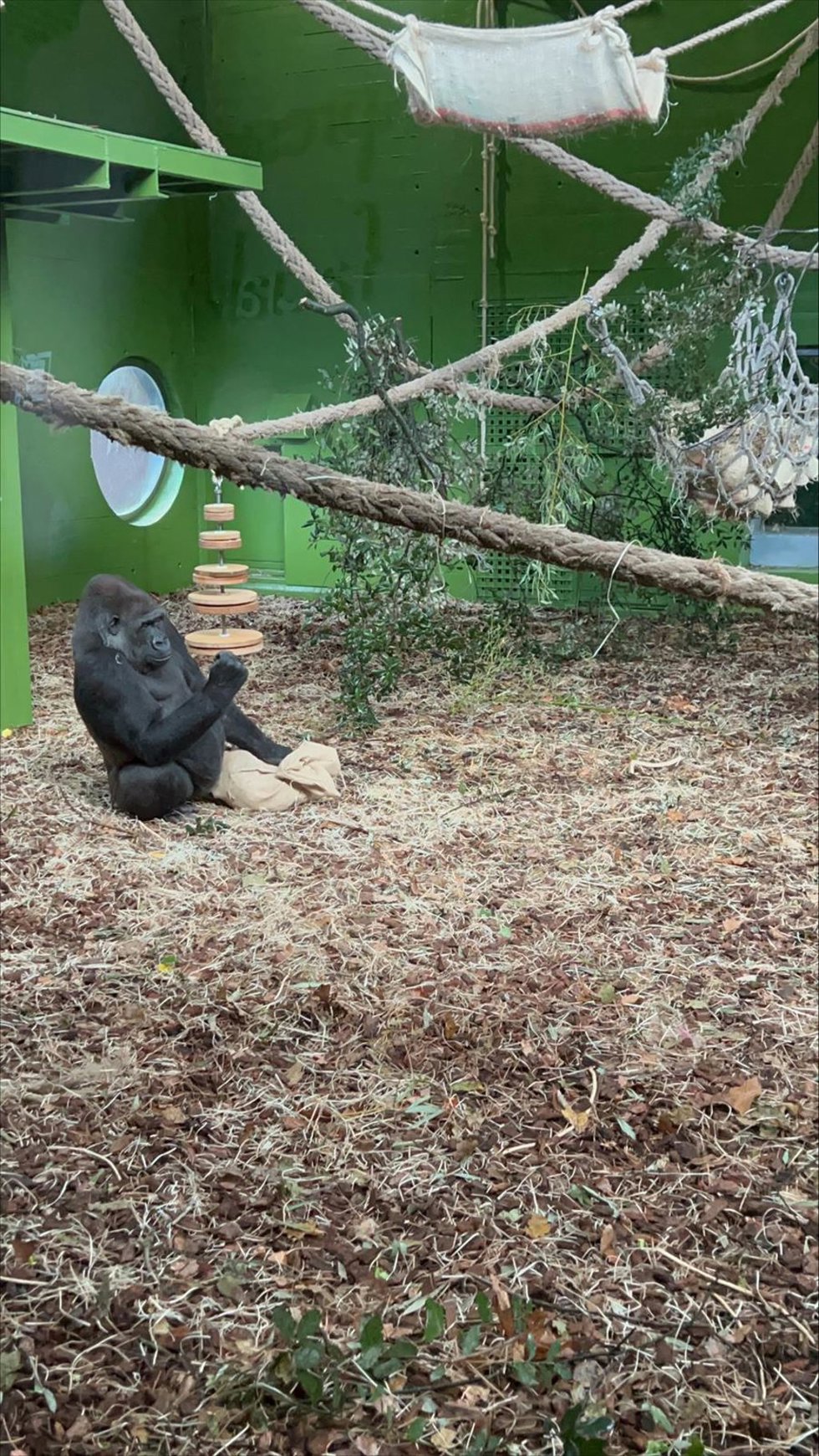 Moja, la gorila más mediática del Parque de Cabárceno, cumple 20 años