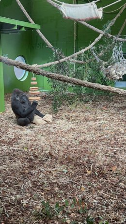 Moja, la gorila más mediática del Parque de Cabárceno, cumple 20 años