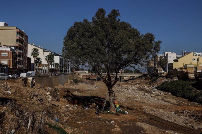 El eucalipto que ha resistido a la Dana en el barranco del Poyo, tras ser limpiado de los restos de la riada, a 13 de diciembre de 2024, en Paiporta, Valencia, Comunidad Valenciana (España). La zona cero de la DANA se enfrenta a la campaña de Navidad tras