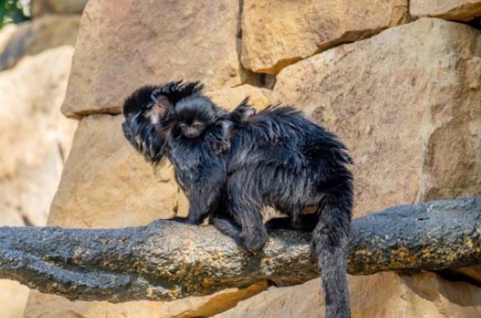 Bioparc Fuengirola da la bienvenida a una cría de tití de Goeldi