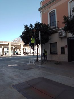 Recogida de naranjas en Huelva