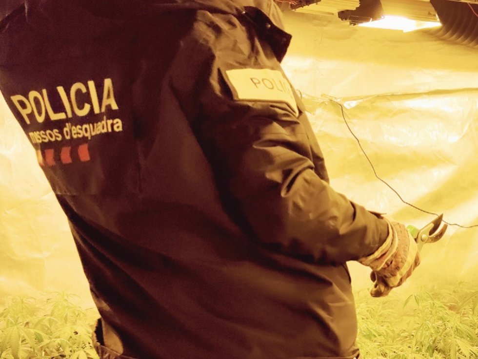 Detenidos 7 hombres en l'Alt Empord (Girona) vinculados al tráfico internacional de marihuana