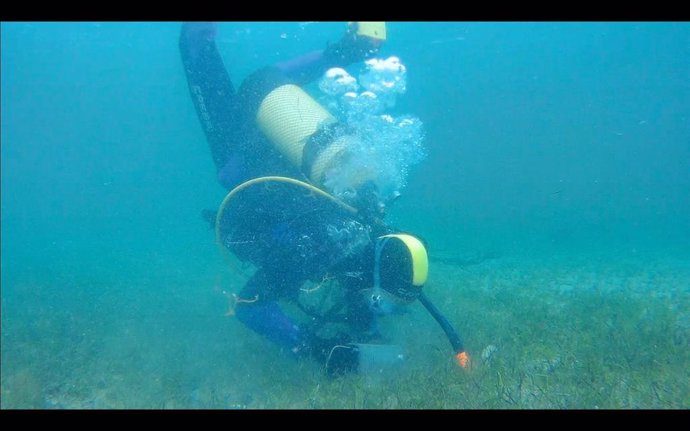 Buzo inspeccinando las praderas marinas.