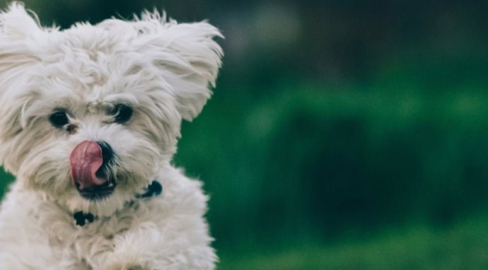 Barcelona acoge cada año más de 2.000 animales de compañía perdidos o abandonados en la calle