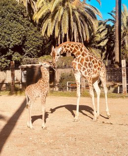 La jirafa 'Castilla' vuelve a ser madre en el Centro para la Conservación de la Biodiversidad Zoobot de Jerez (Cádiz).