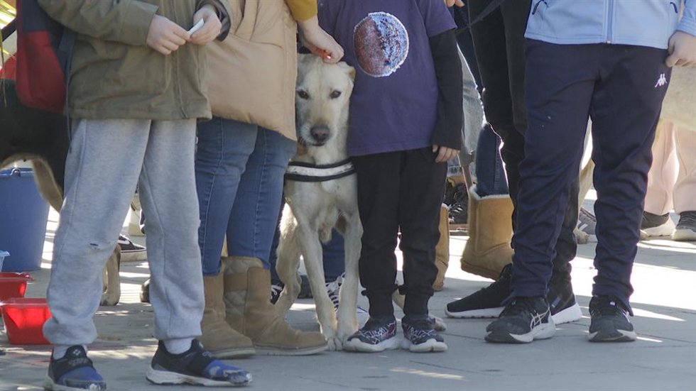 AUPA y Bioparc ofrecen un desfile en Valncia para que la ciudadanía adopte perr