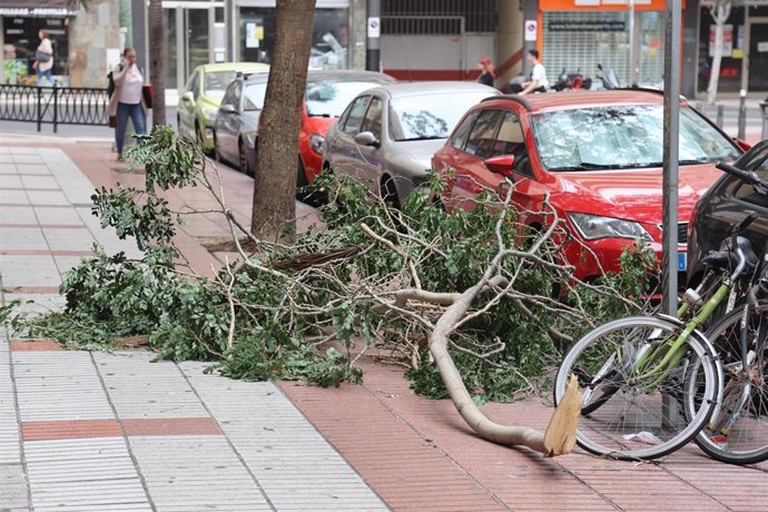 Archivo - Un árbol caído en la acera como consecuencia del viento, a 27 de diciembre de 2022, en Las Palmas de Gran Canaria, Las Palmas, Islas Canarias (España). El viento de hoy ha causado más de 125 incidentes, como caídas de ramas de árboles, palmeras,