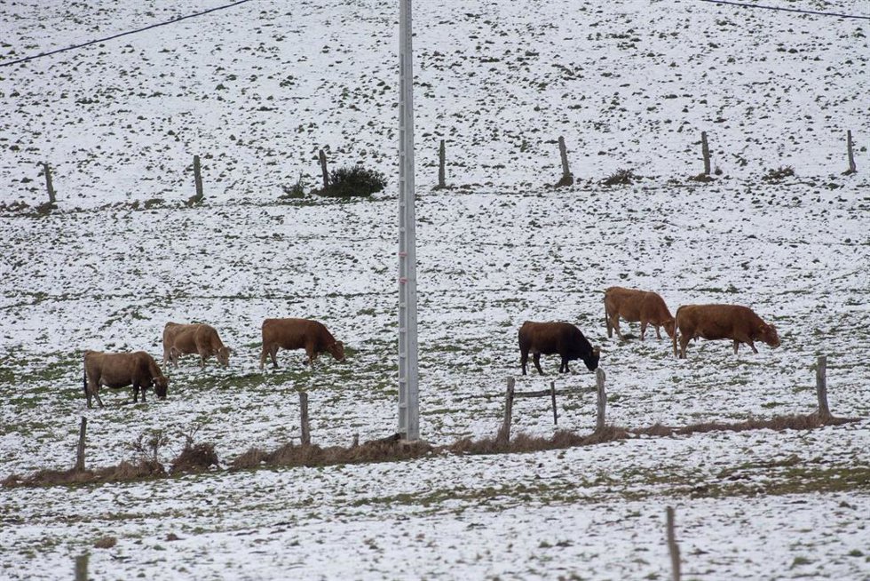 Archivo - Varias vacas en un campo cubierto de nieve, a 24 de febrero de 2023, en A Fonsagrada, Lugo, Galicia (España). El anticiclón y la borrasca que se encuentran sobre la península han creado un corredor de aire frío de origen polar marítimo. Esto h