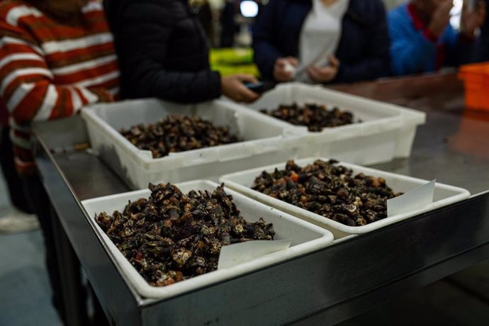 Archivo - Varios lotes de percebes, durante la subasta del percebe en la lonja de O Grove, en O Grove, Pontevedra, Galicia (España)