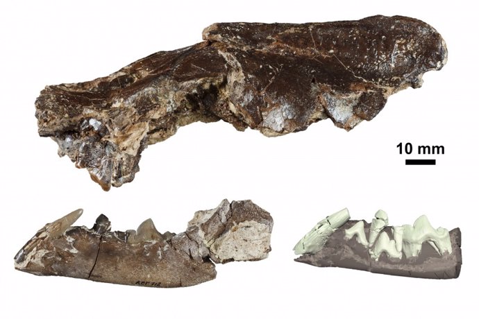 Ischyrictis zibethoides de La Retama, cráneo y mandíbula (izquierda) y reconstrucción 3D de la dentición de la mandíbula (derecha).