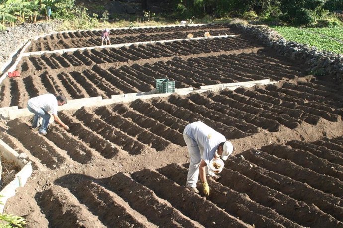 Archivo - Actividad agraria