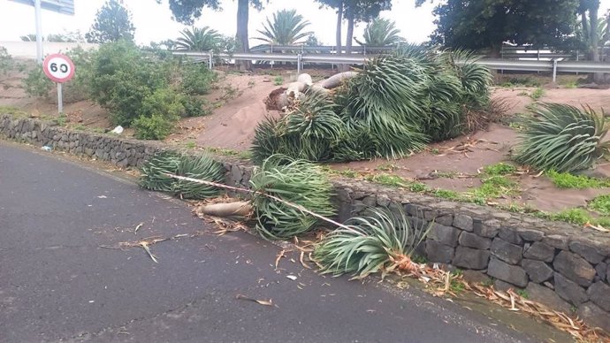 Zonas ajardinadas afectadas por el viento en el municipio de Tacoronte