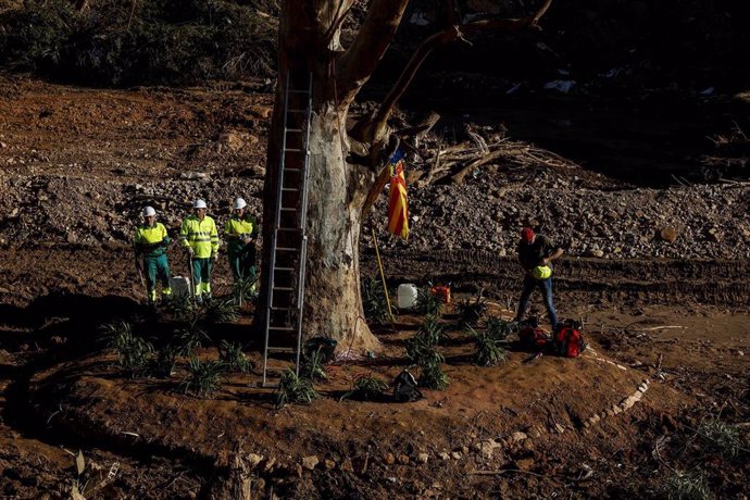 El eucalipto que ha resistido a la Dana en el barranco del Poyo