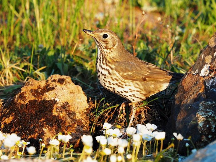 Las poblaciones de zorzales común y alirrojo presentan buen estado de conservación en España, según Fundación Artemisan.