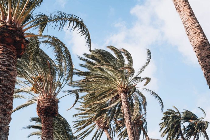 Una palmera azotada por el viento. 