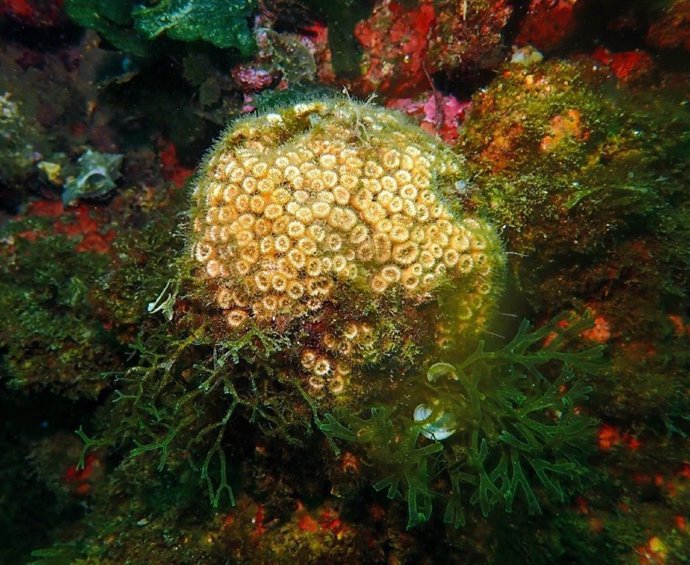 Coral 'Cladocora caespitosa' en las islas Columbretes