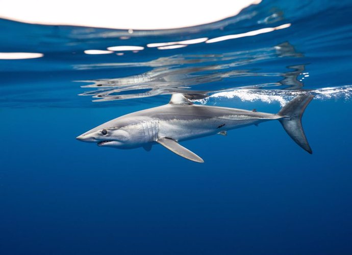 Archivo - AZTI marca por primera vez un tiburón marrajo dientuso en el golfo de Bizkaia en un proyecto para su conservación