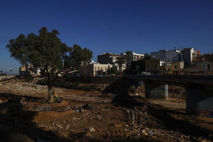 L'eucaliptus que ha resistit a la dana en el barranc del Poio, després de ser netejat de les restes de la riuada