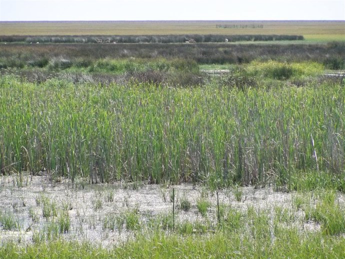 Archivo - Marismas de Doñana