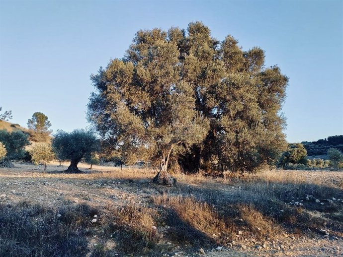 Agentes Forestales descubren en Campo Real un olivo excepcional que podrá ser catalogado como árbol singular