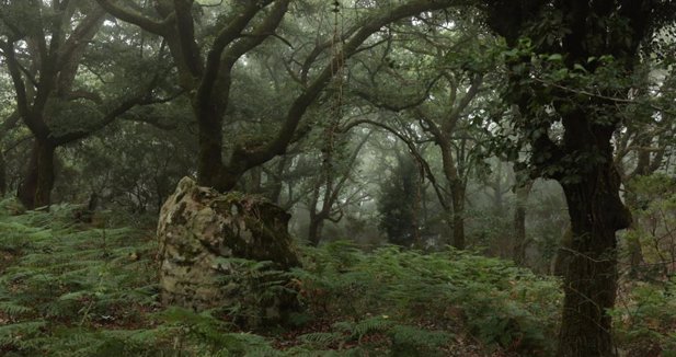 Medio Ambiente