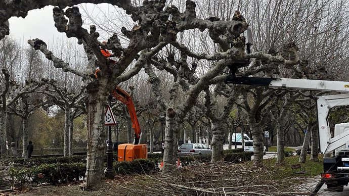 Poda en el paseo de la Audiencia de Burgos.