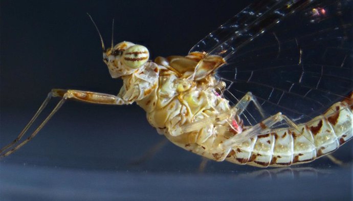 Imagen de una efímera (Cloeon dipterum) / Isabel Almudí (IRBio)