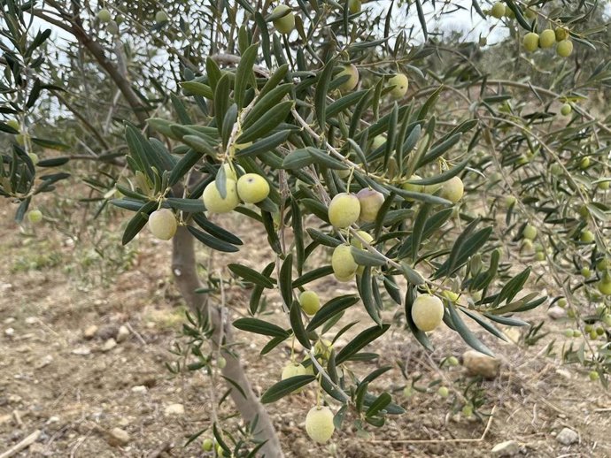 Archivo - Aceitunas en olivo.