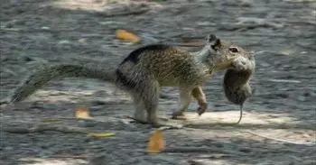 Primer registro de ardillas que evolucionan a animales carnívoros