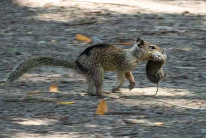 Una ardilla terrestre de California en el condado de Conta Costa corre con un campañol que cazó en la boca