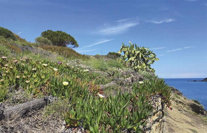 Un jardín privado con Carpobrotus spp y Opuntia ficus-indica, en Portlligat (Girona)