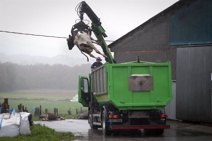 Archivo - Un camión levanta a una vaca muerta para depositarla en un contenedor, en una ganadería de lácteo en la parroquia de Piñeiro, a 14 de noviembre de 2023, en Xermade, Lugo, Galicia (España). Son 18 comarcas veterinarias las afectadas por algún bro