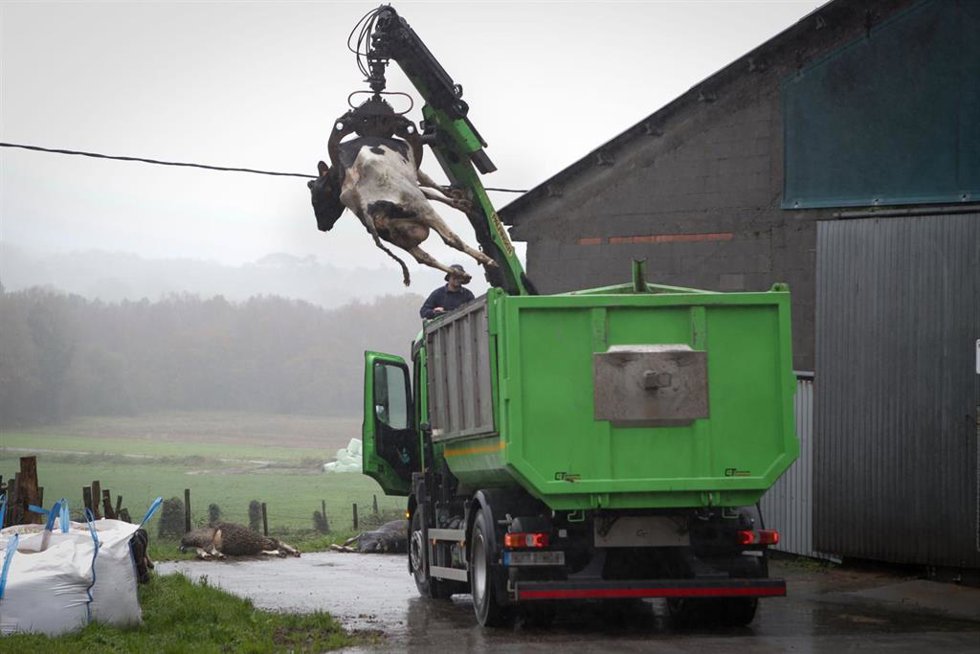 Archivo - Un camión levanta a una vaca muerta para depositarla en un contenedor, en una ganadería de lácteo en la parroquia de Piñeiro, a 14 de noviembre de 2023, en Xermade, Lugo, Galicia (España). Son 18 comarcas veterinarias las afectadas por algún b