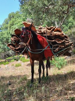 Trabajos en montes. La Junta licita por 7,2 millones de euros el 'Programa de Impulso a los Aprovechamientos de la Madera'.