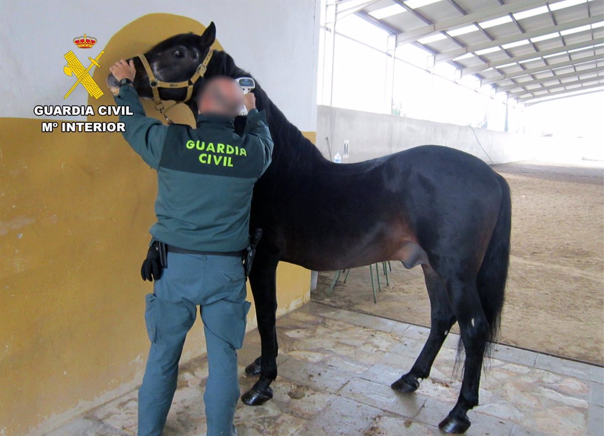 Investigan a un empresario por realizar traslados internacionales de caballos con documentación falsa