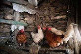 Foto: Estados Unidos confirma el primer caso grave de gripe aviar H5N1 en humanos