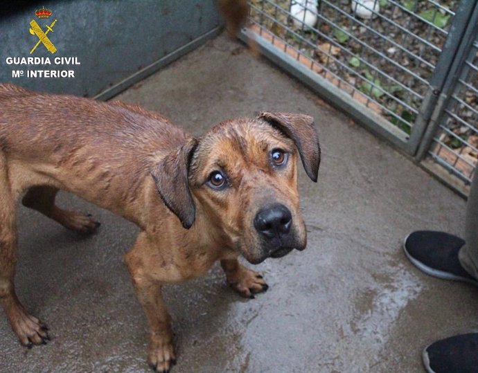 Un gos abandonat a Barcelona