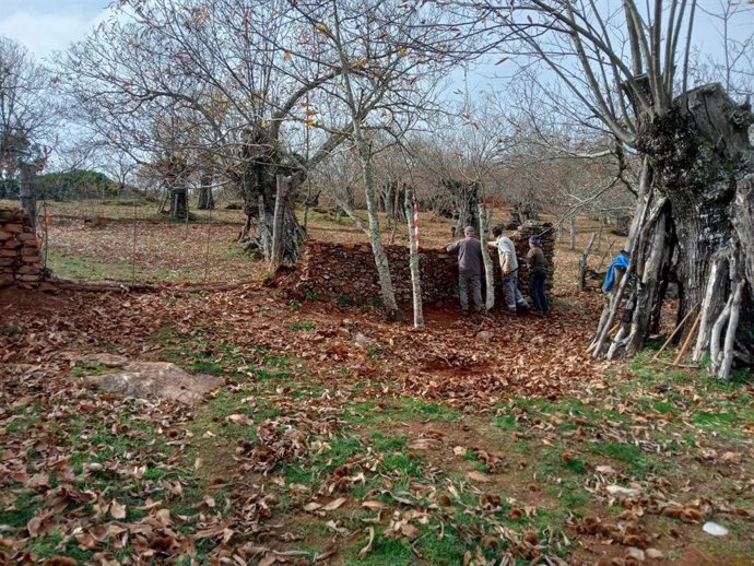 Creación de un muro de piedra seca en un castañar del proyecto para servir de refugio a pequeños vertebrados.