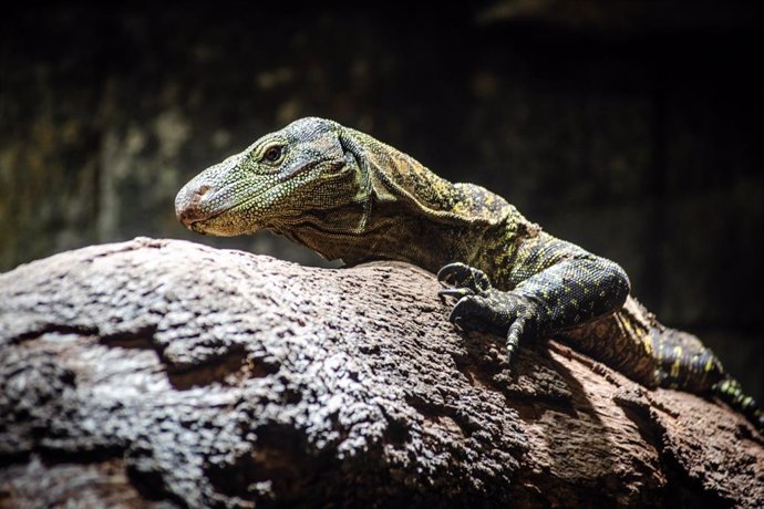 Bioparc Fuengirola lidera traslado de varanos cocodrilos desde Honolulu para programa de conservación europeo