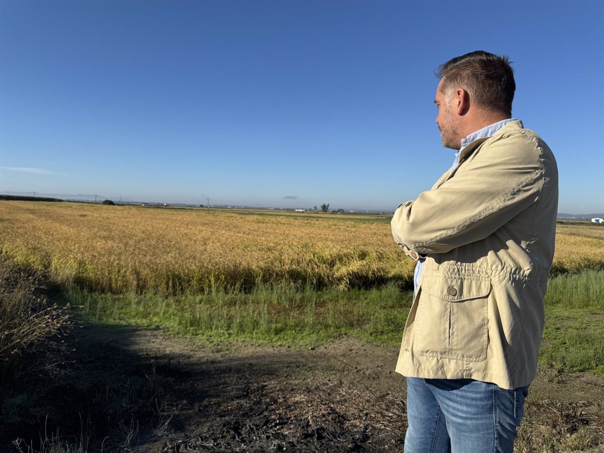 La Comunidad de Usuarios del Canal de Orellana prueba nuevos sistemas de riego en el cultivo del arroz junto a Cicytex