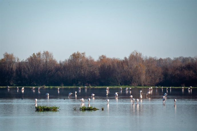 Archivo - Flamencos en el Parque Nacional de Doñana.