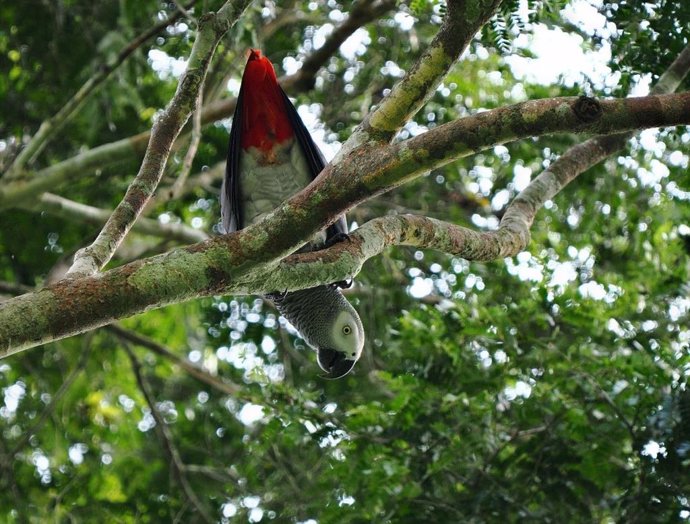 Un ejemplar de loro gris de cola roja.