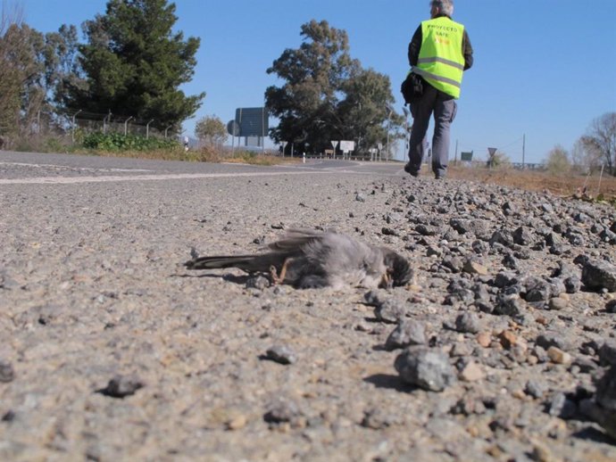 Las infraestructuras de transporte podrían afectar hasta a 55 millones de vertebrados al año, según MITECO.