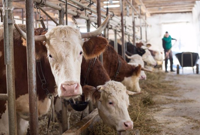 Archivo - Vacas alimentándose en establo. Gripe aviar