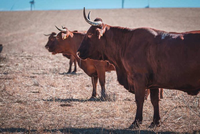 Vacas retintas.