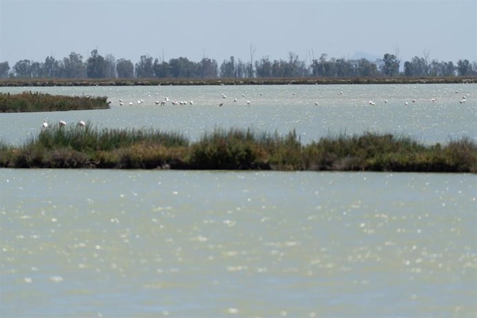 Archivo - Imágenes de aves en los terrenos de la finca 'Veta la Palma' del Parque Nacional de Doñana.