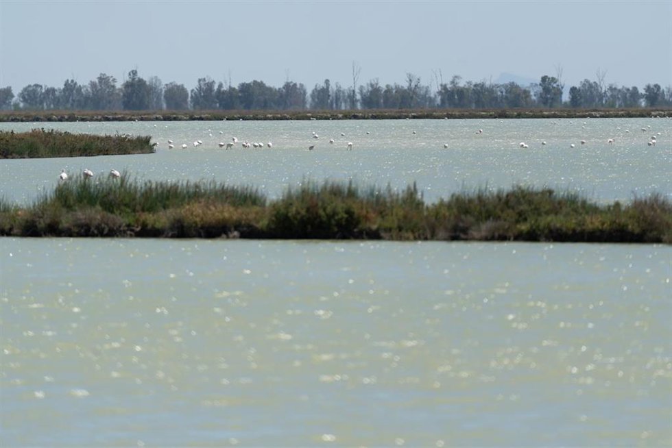 Archivo - Imágenes de aves en los terrenos de la finca 'Veta la Palma' del Parque NacionaldeDoñana.